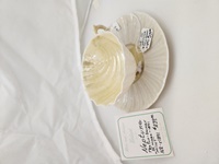 Image for Belleek Neptune Cup and Saucer 1891, Mint